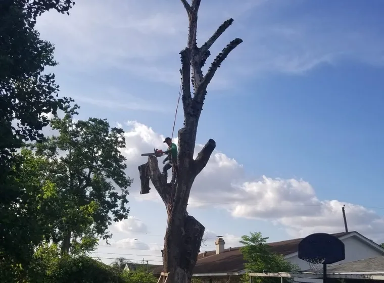 A tree taken down in sections, the bare trunk left standing