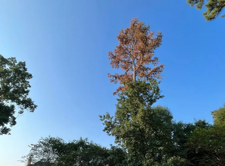 A dying pine going brown above a back garden