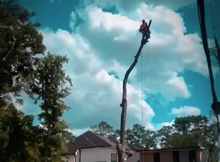 The crew on a residential removal, trunk sections on the lawn