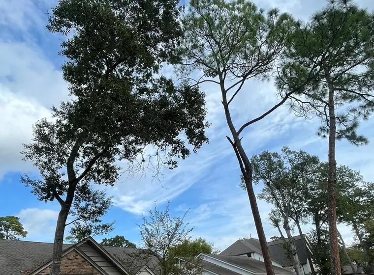 Tall pines standing over a house before the work started