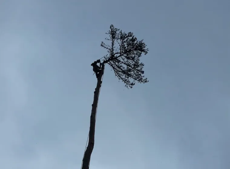 A pine stripped to the spar, part way through a sectional takedown