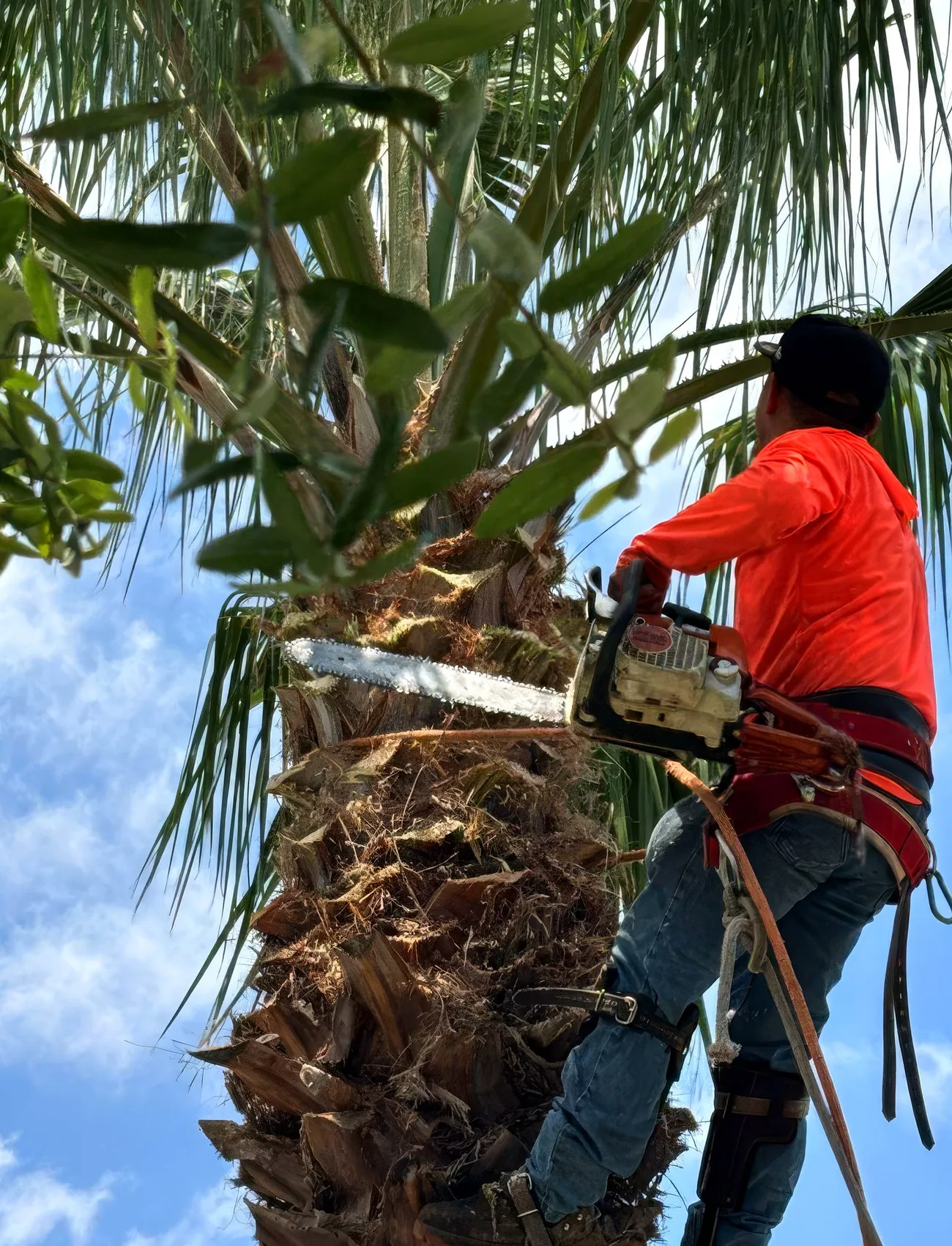 Palm Tree Trimming in Houston, TX