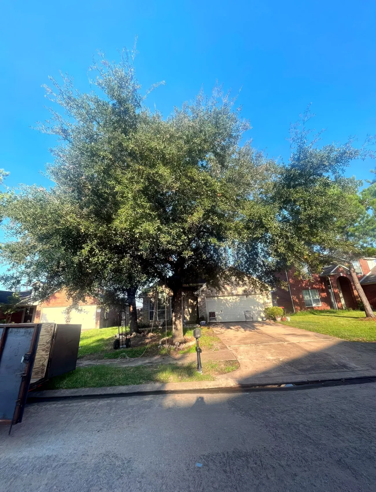 Trimming and Pruning in Houston, TX